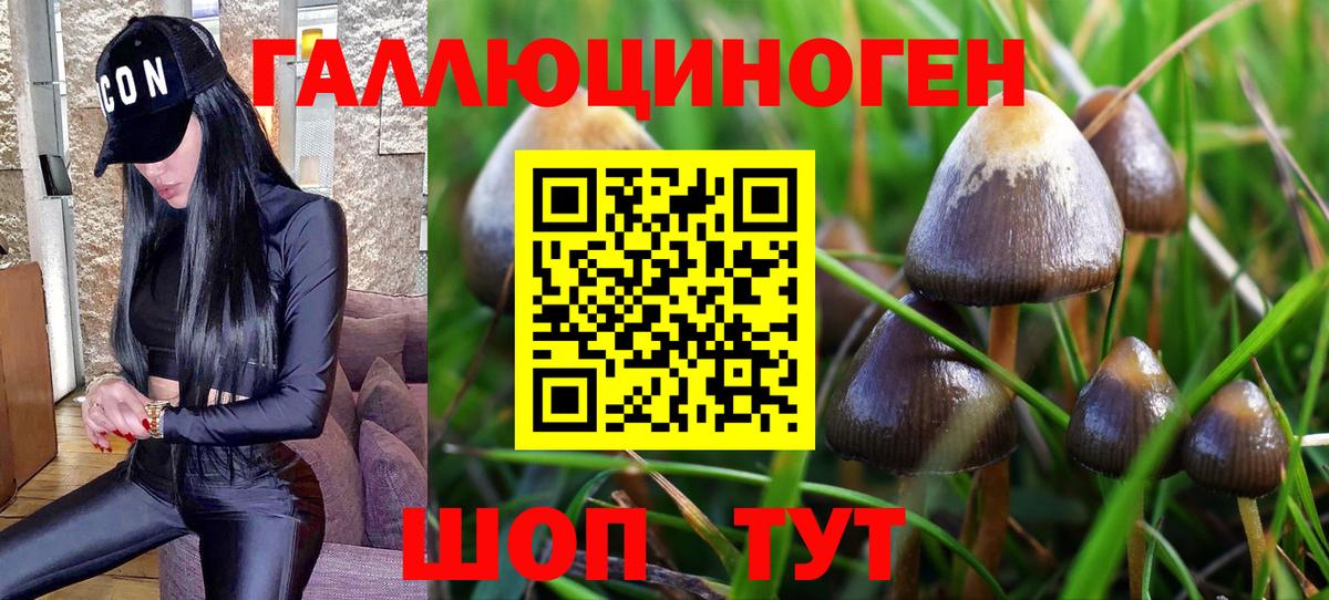 Галлюциногенные грибы Psilocybe Кувандык